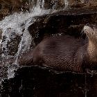 Ottershower