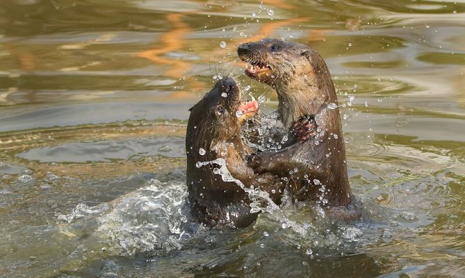 Otterspiele