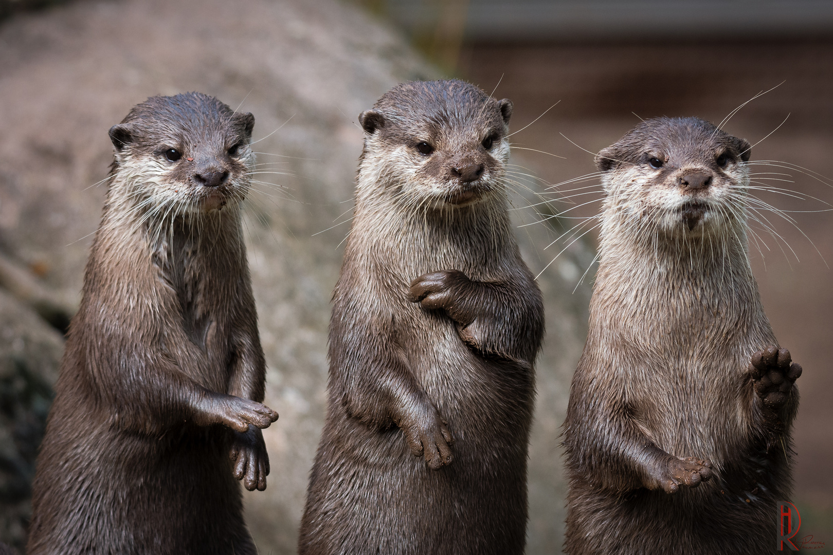 Ottertanz