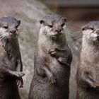 Ottertanz