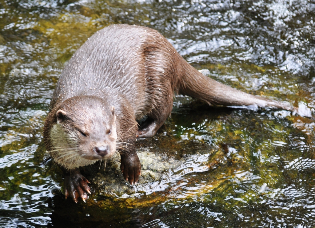 Otterzentrum Hankensbüttel #2