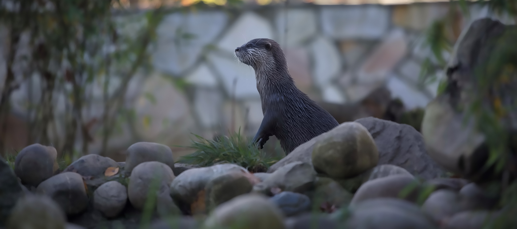 Otti, der Otter