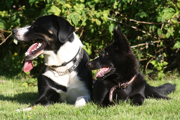 Otto and Tara, summer 2011