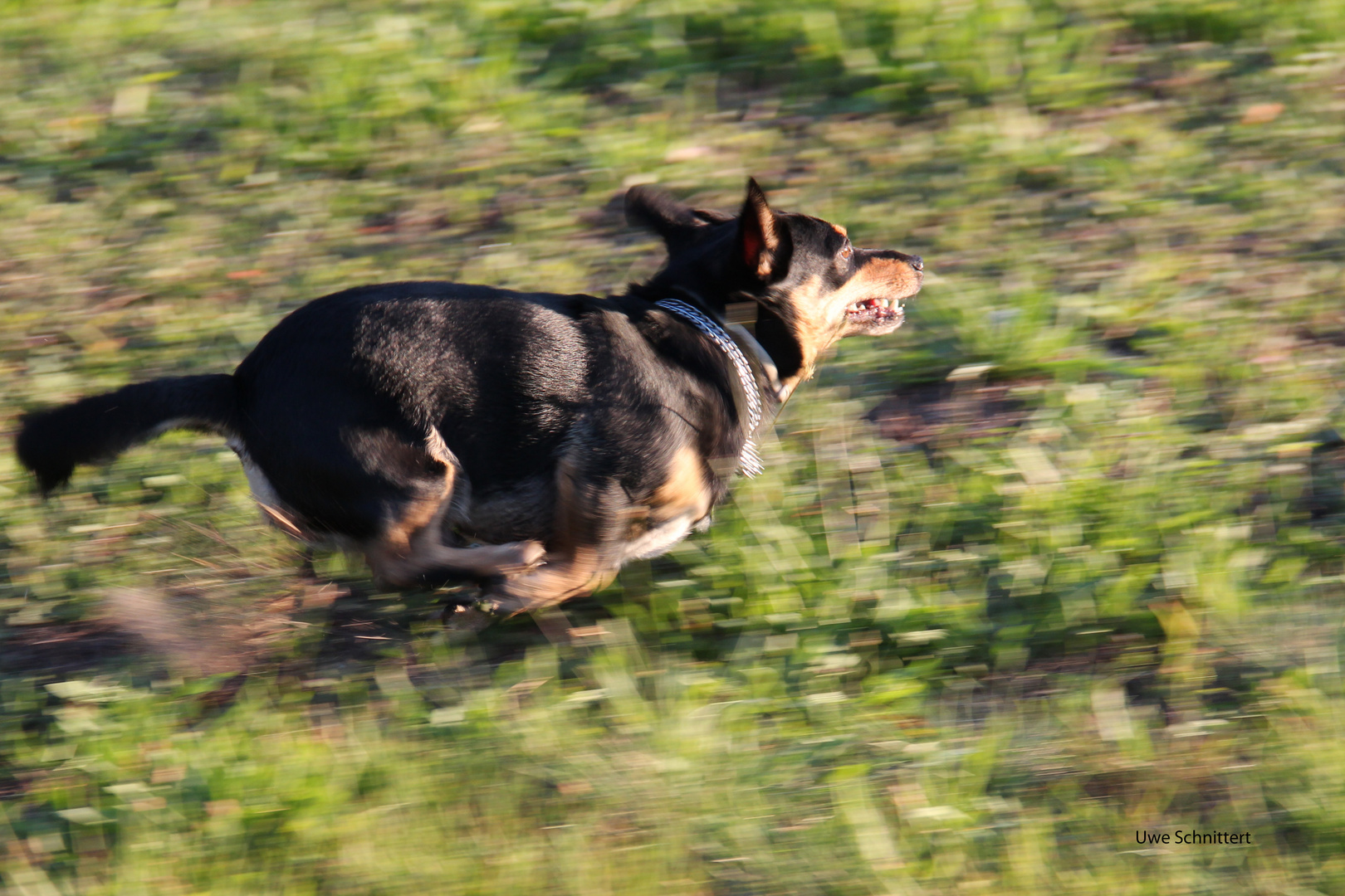 Otto auf der Jagd