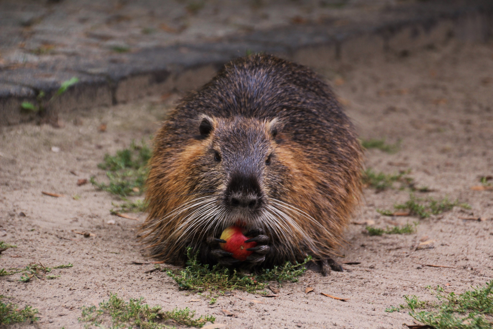 Otto, der Biergarten-Nutria