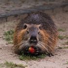 Otto, der Biergarten-Nutria