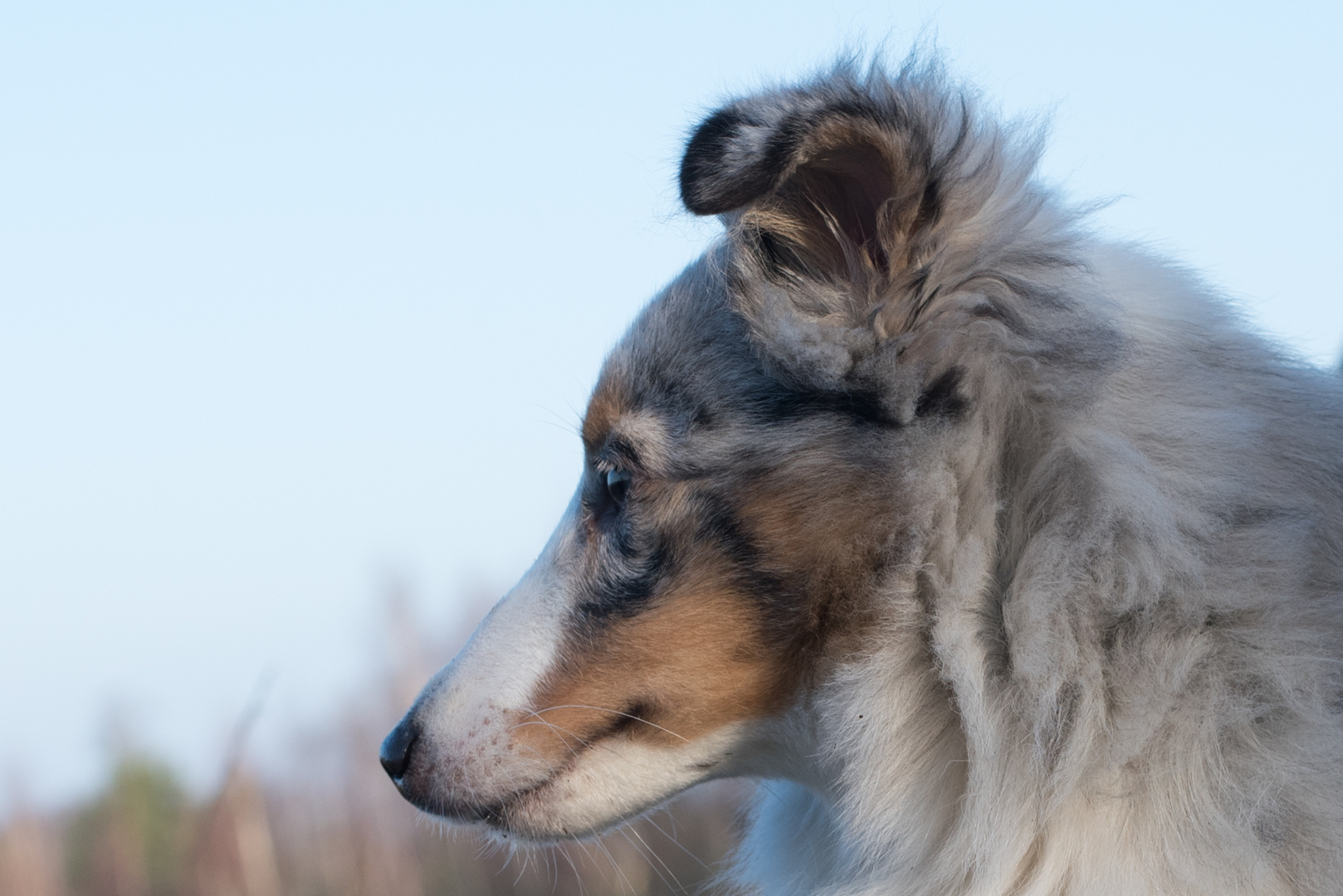 Otto der Sheltie