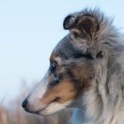 Otto der Sheltie