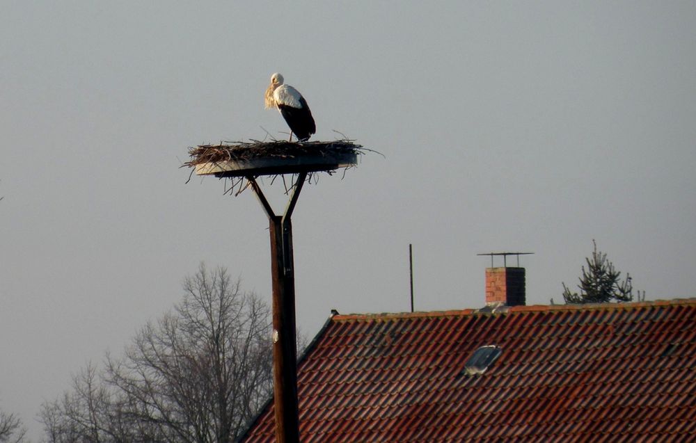 " Otto ist wieder da ,er trotzt dem eisigen Wind "