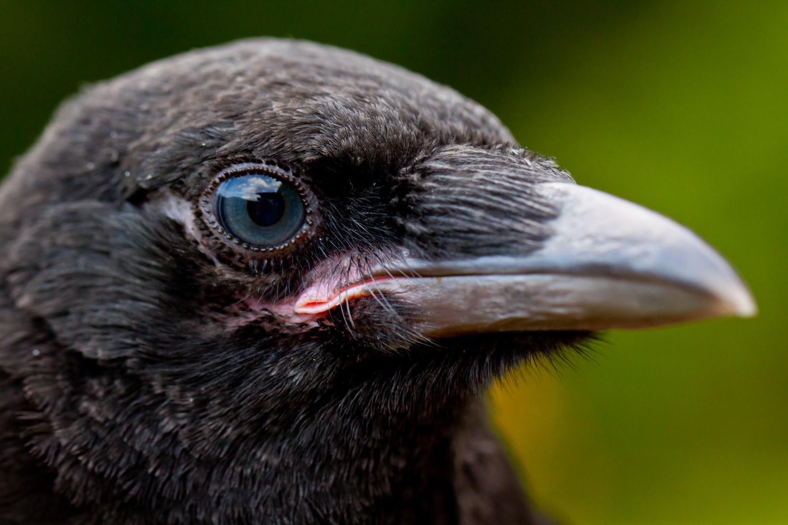 Otto the crow