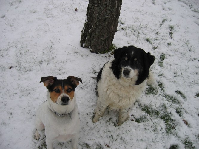 Otto und Gammel awaiting Leckerli