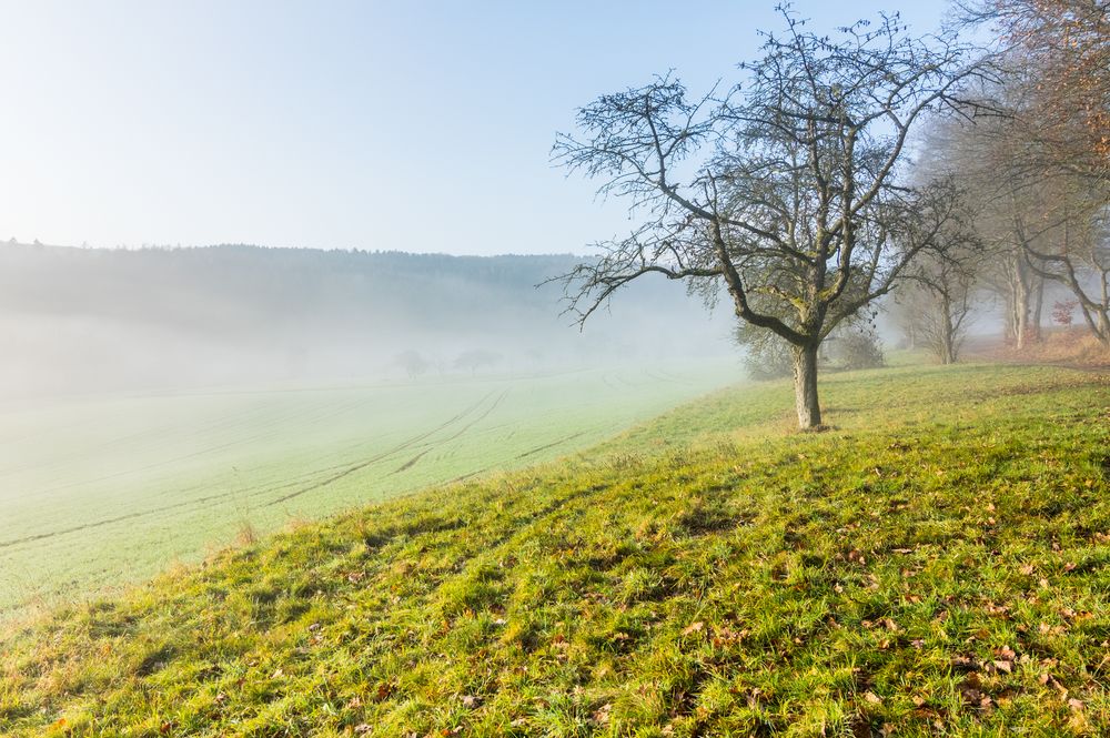 Ottweiler Flur im Nebel (2)