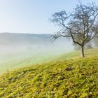 Ottweiler Flur im Nebel (2)