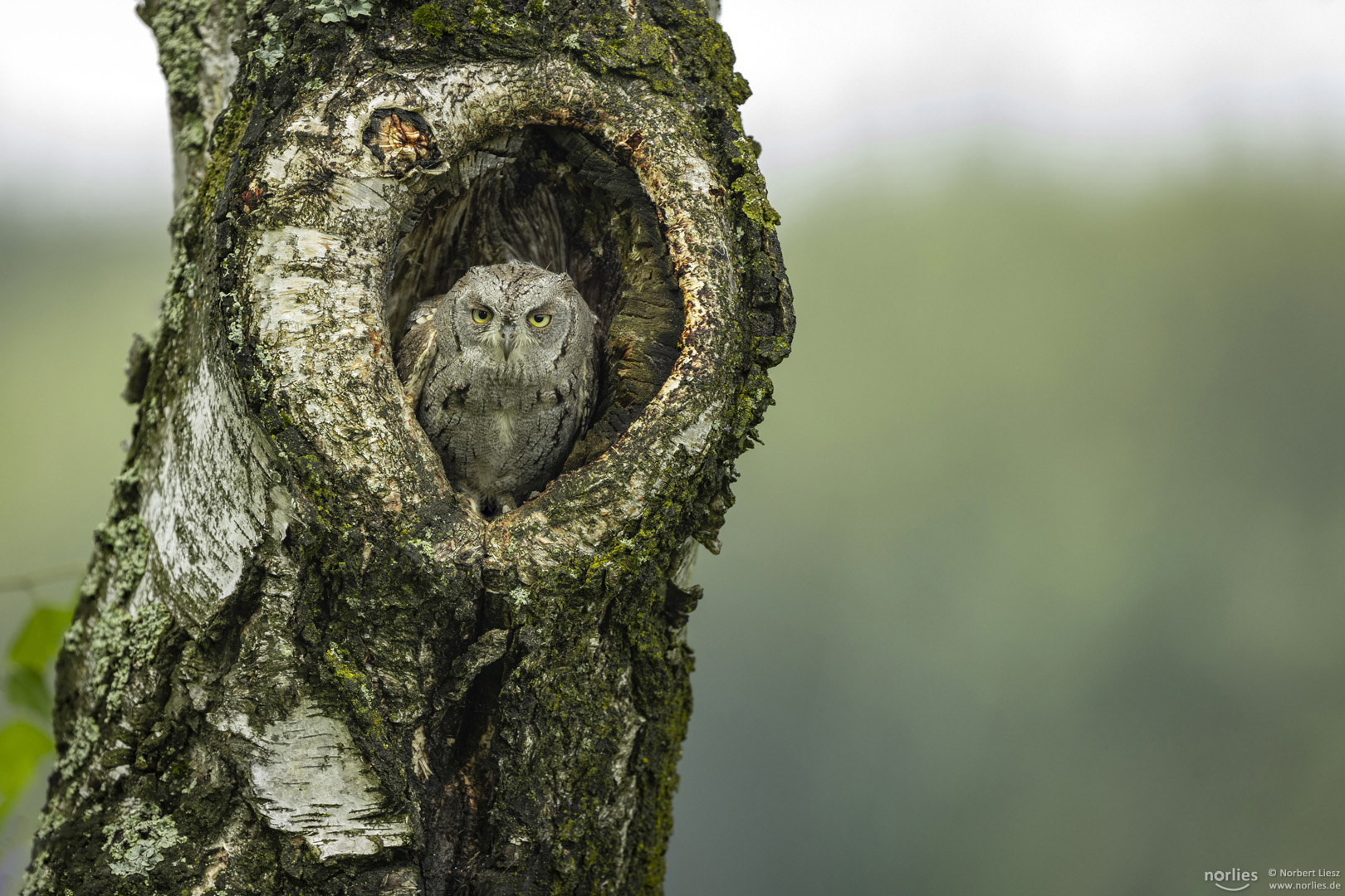 otus scops