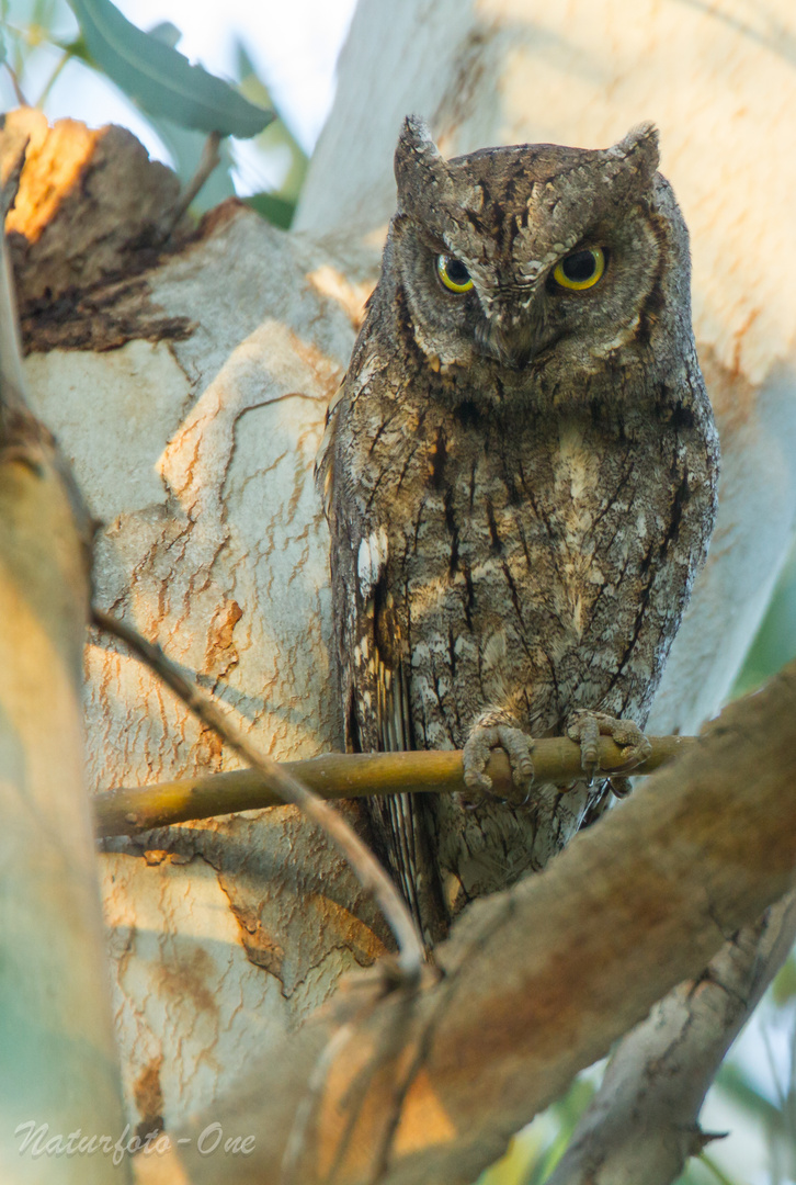 Otus scops, Zwergohreule