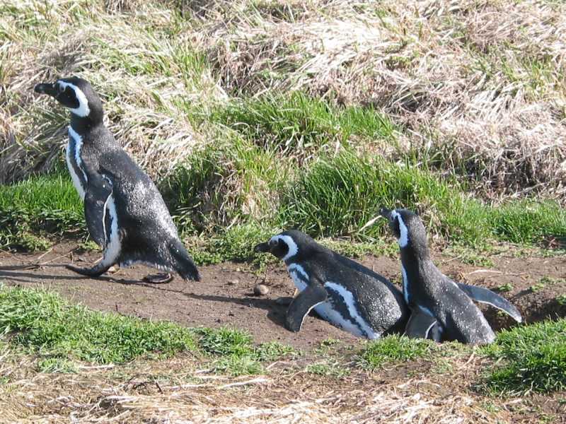 Otway-Bucht, Chile - Magellan-Pinguine