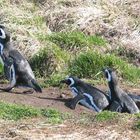 Otway-Bucht, Chile - Magellan-Pinguine