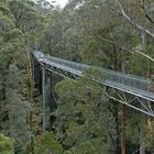 Otway Tree Top Walk