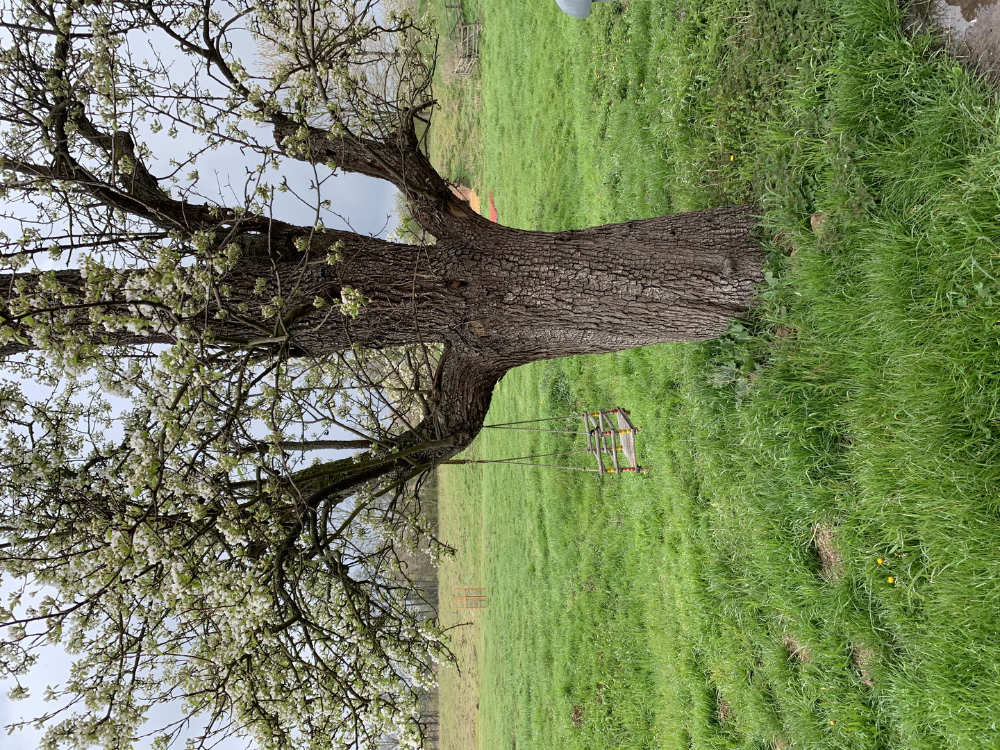 Otzberg.Frühling