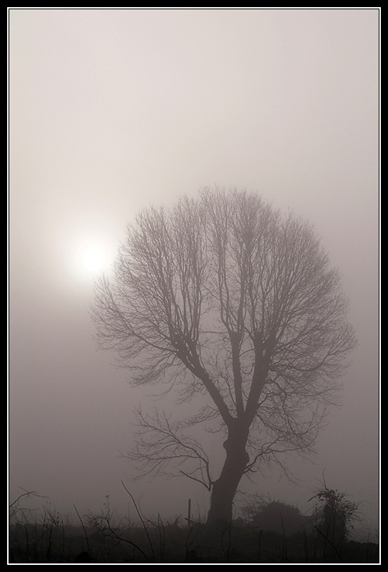 Otzenrath - ein standhafter Baum