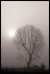 Otzenrath - ein standhafter Baum