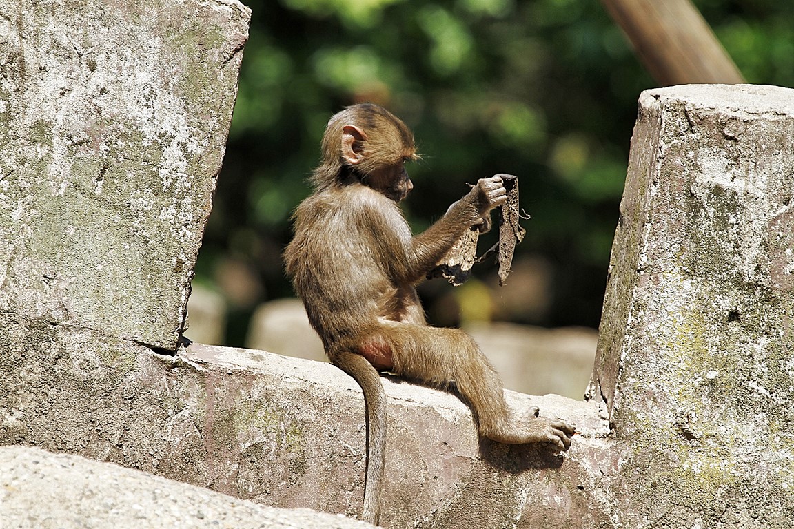 où est passeé la banane ??