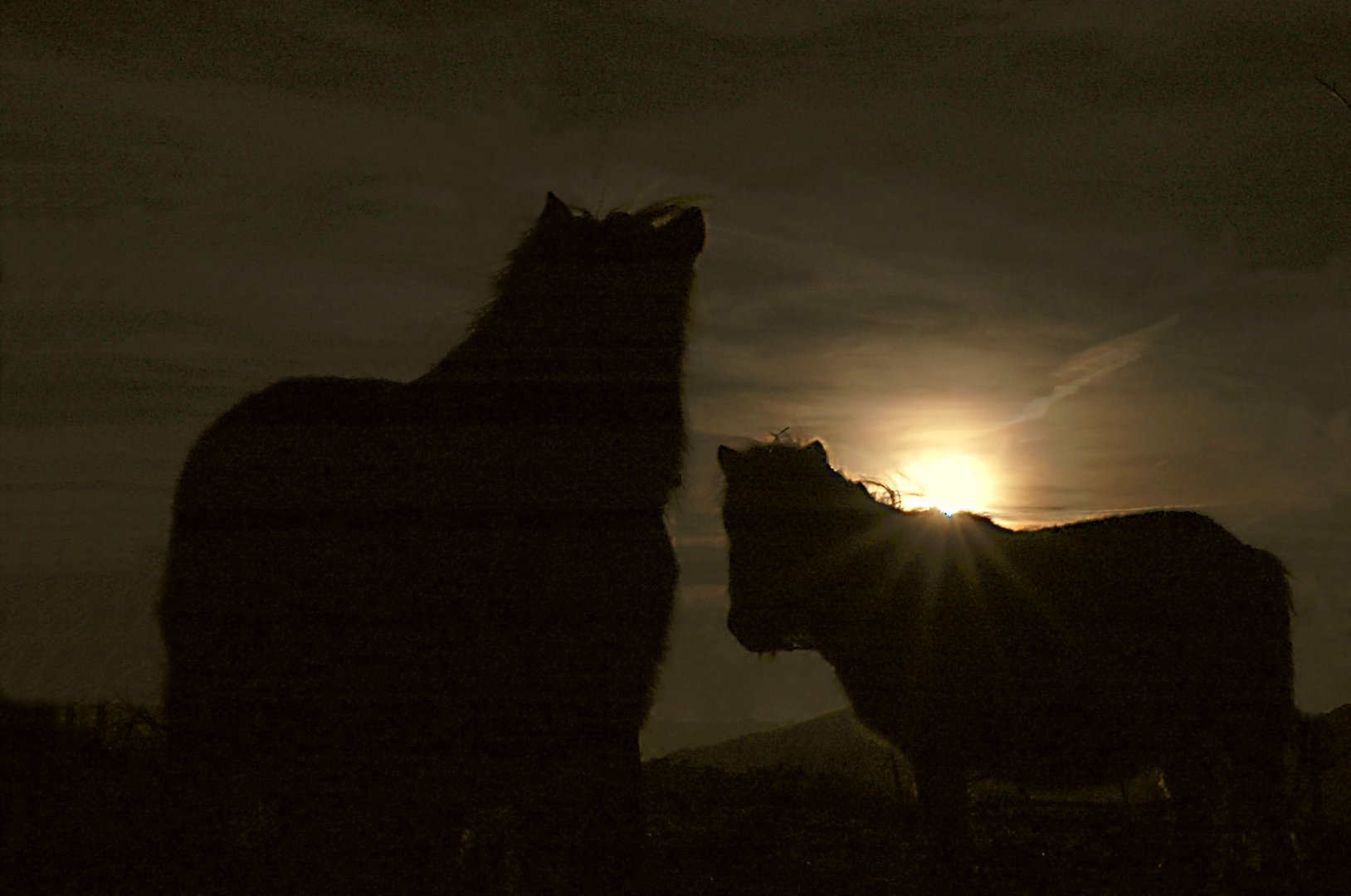 ou petit cheval Basque