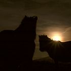 ou petit cheval Basque