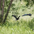 Ou s'envolent les Ibis ?