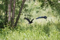 Ou s'envolent les Ibis ?