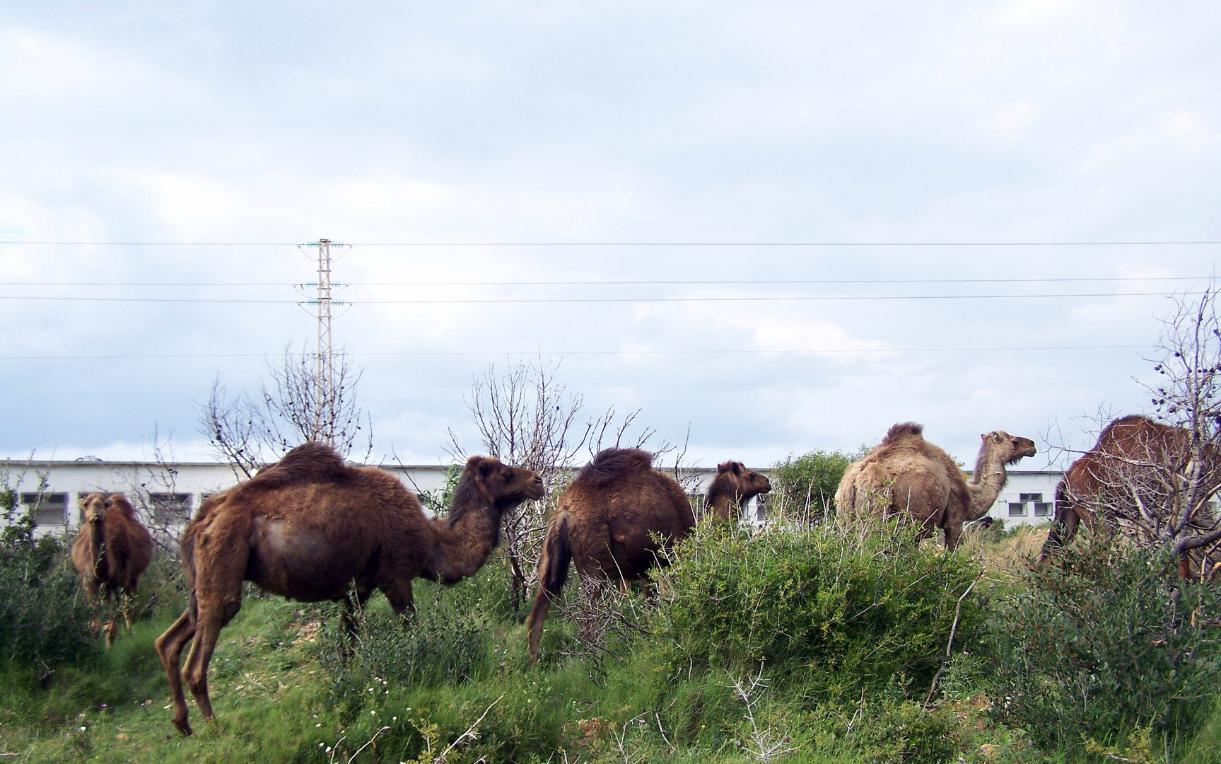 Où sont passés les moutons ???