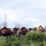 Où sont passés les moutons ???