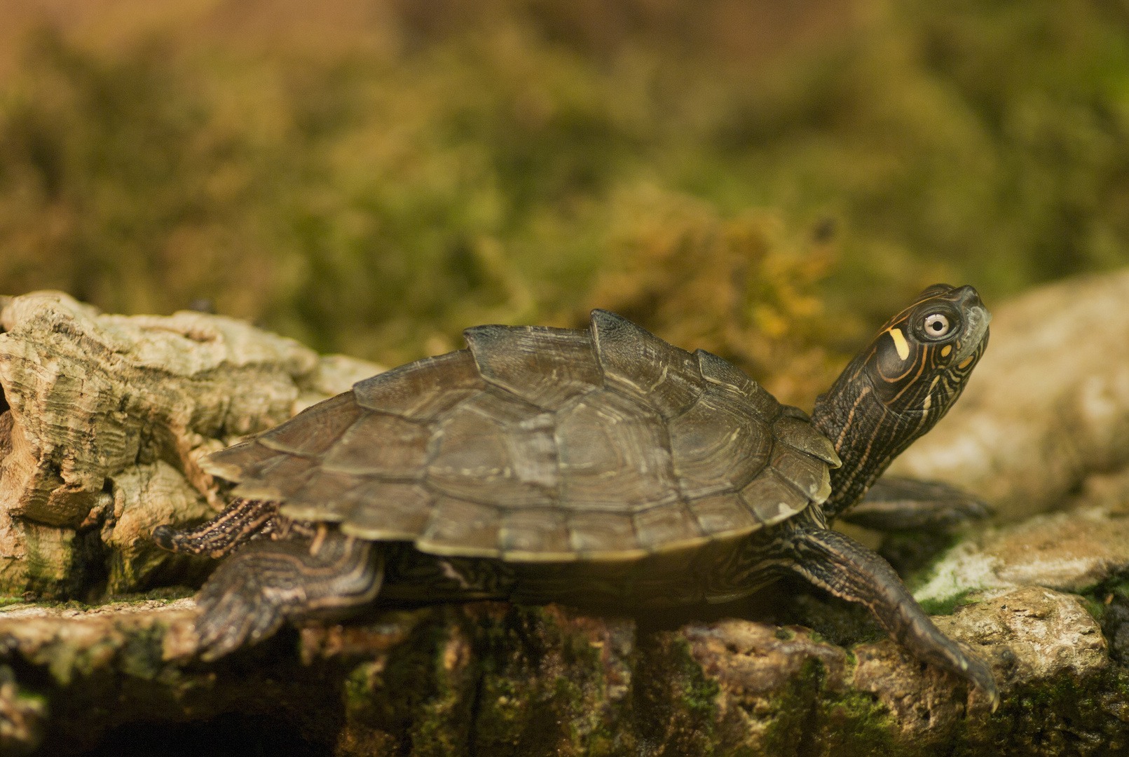 Ouachita-Höckerschildkröte fotografiert in der Neu-Ulmer Reptiliensammlung