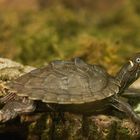 Ouachita-Höckerschildkröte fotografiert in der Neu-Ulmer Reptiliensammlung