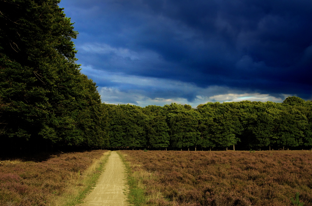 Oud-Reemsterhei