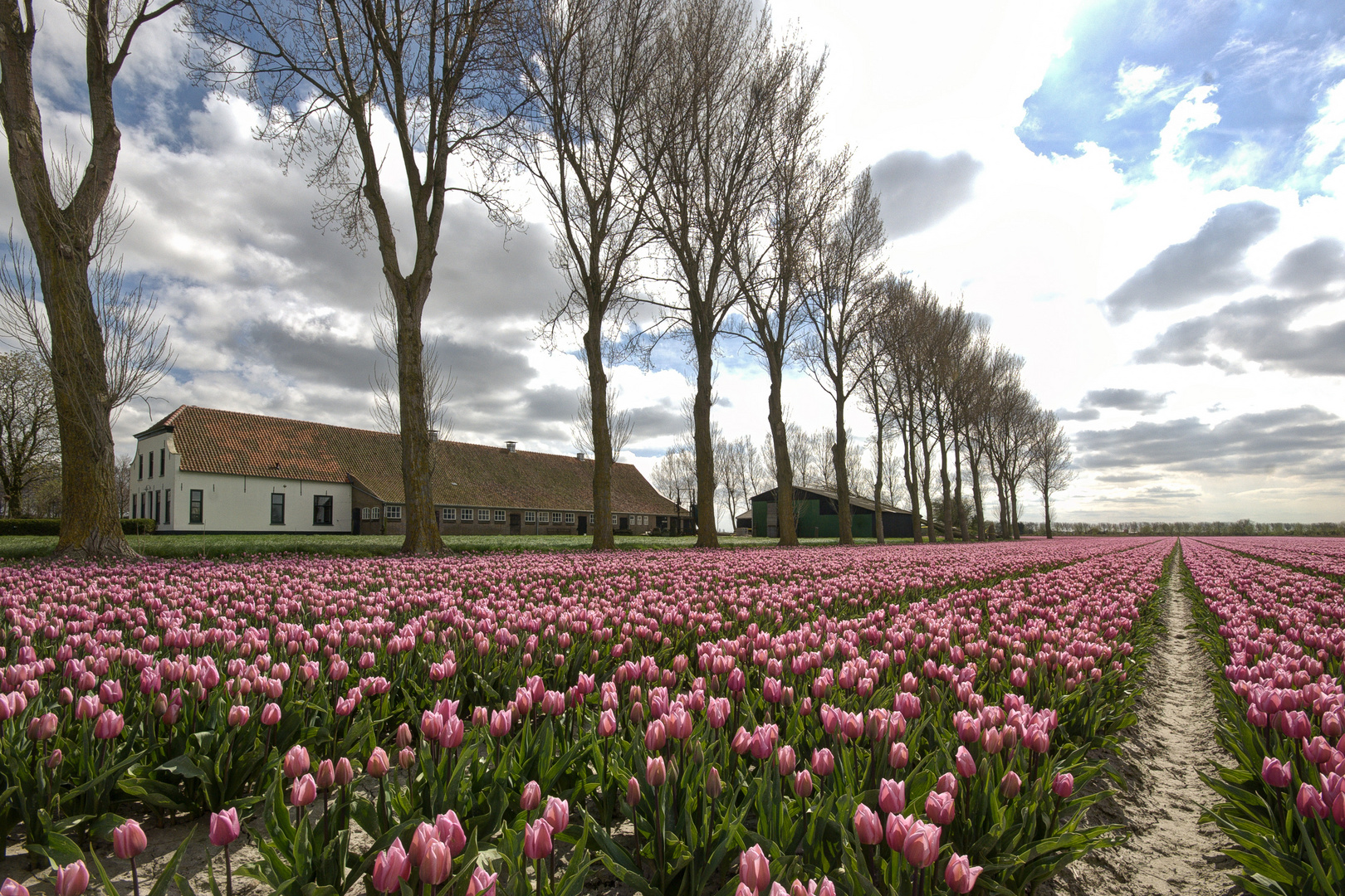 Oude Tonge - Lageweg - Bulb Field - 01