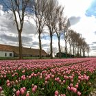 Oude Tonge - Lageweg - Bulb Field - 01