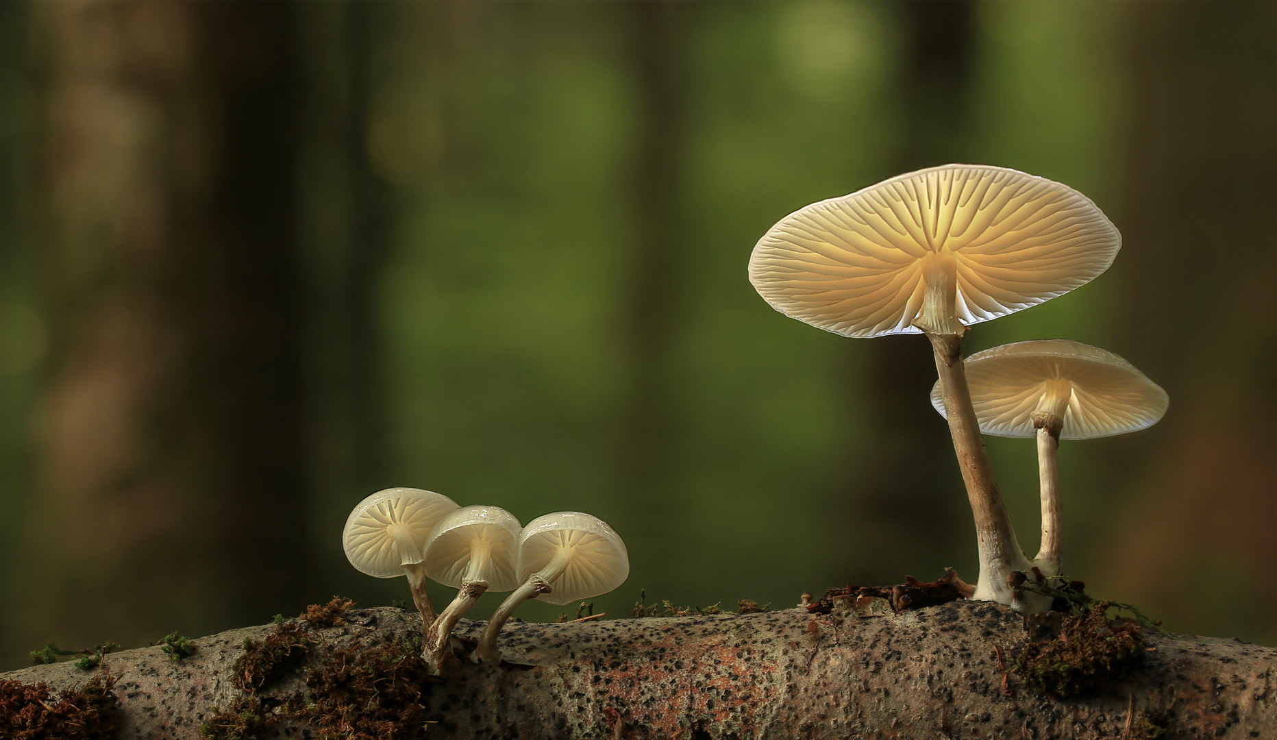 Oudemansiella mucida 2016…..(2) Foto & Bild | pilze, wald, pilz Bilder