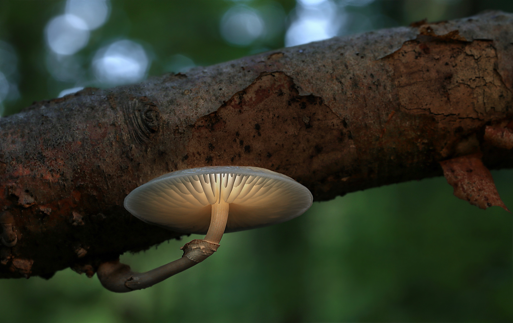 Oudemansiella mucida 2016…..(3) Foto & Bild | wald, natur, pilze Bilder