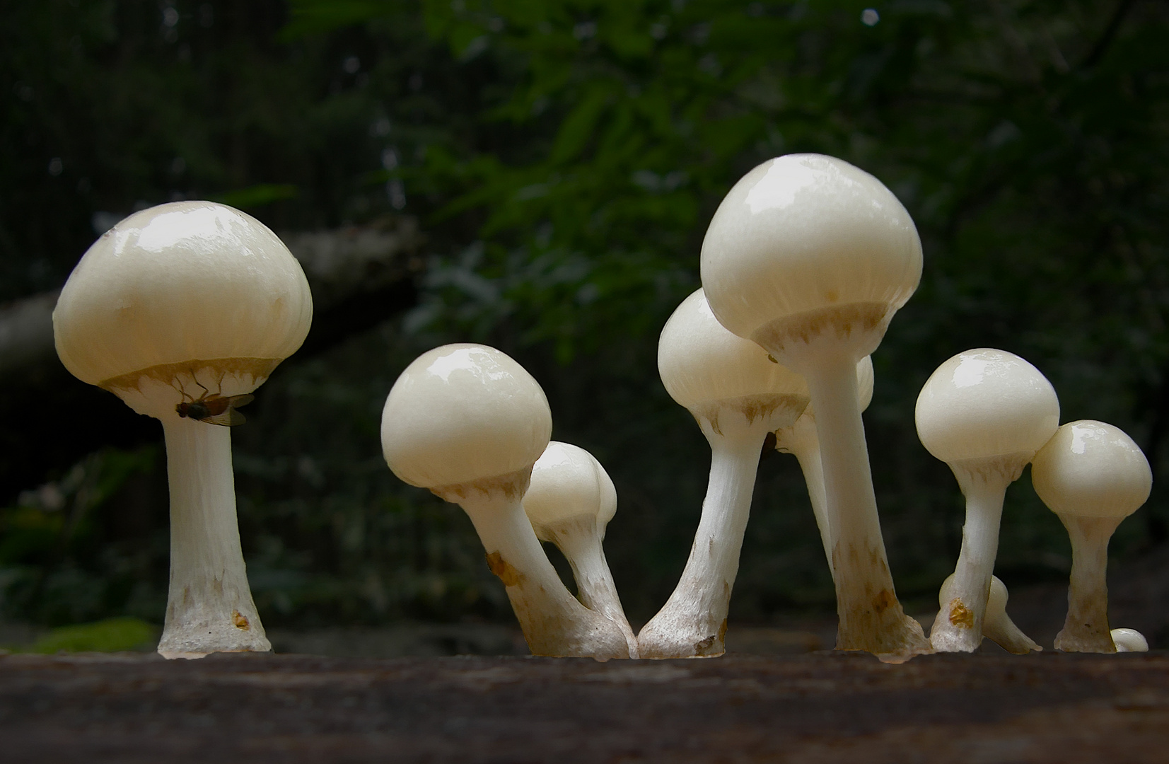 Oudemansiella mucida - Porcelain Fungus (6)