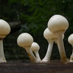 Oudemansiella mucida - Porcelain Fungus (6)