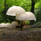 Oudemansiella mucida - Porcelain Fungus (7)