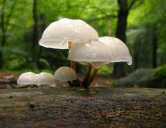 Oudemansiella mucida - Porcelain Fungus (7)