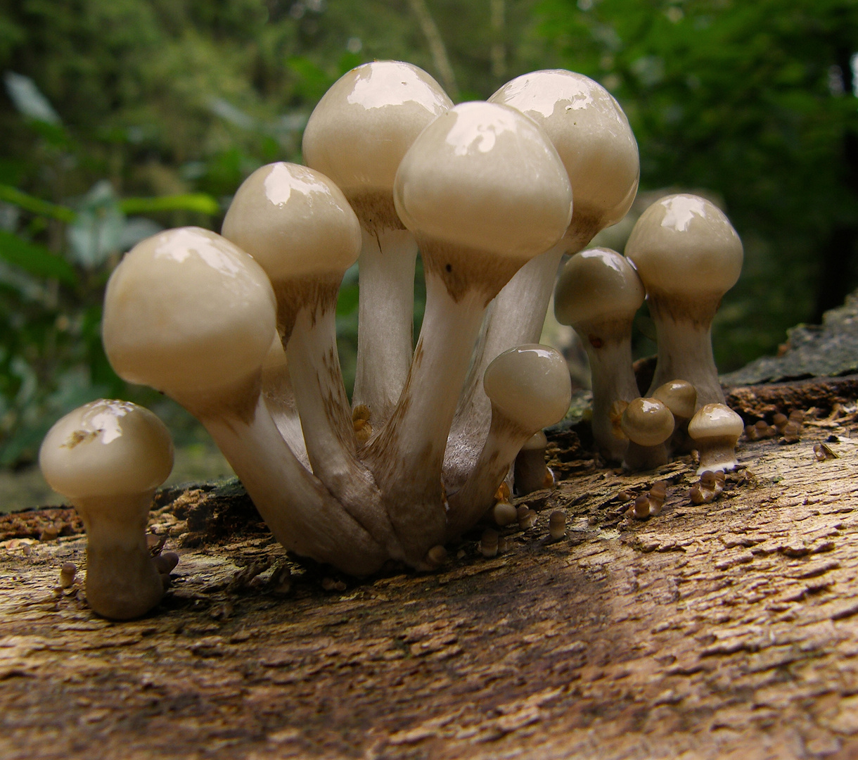Oudemansiella mucida - Porcelain Fungus (8)
