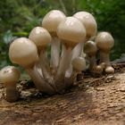 Oudemansiella mucida - Porcelain Fungus (8)