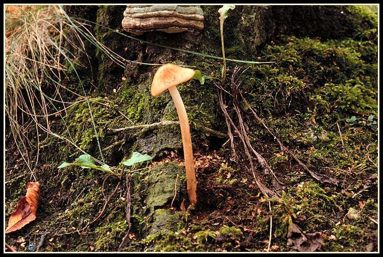 Oudemansiella radicata - Wurzelnder Schleimrübling