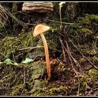 Oudemansiella radicata - Wurzelnder Schleimrübling