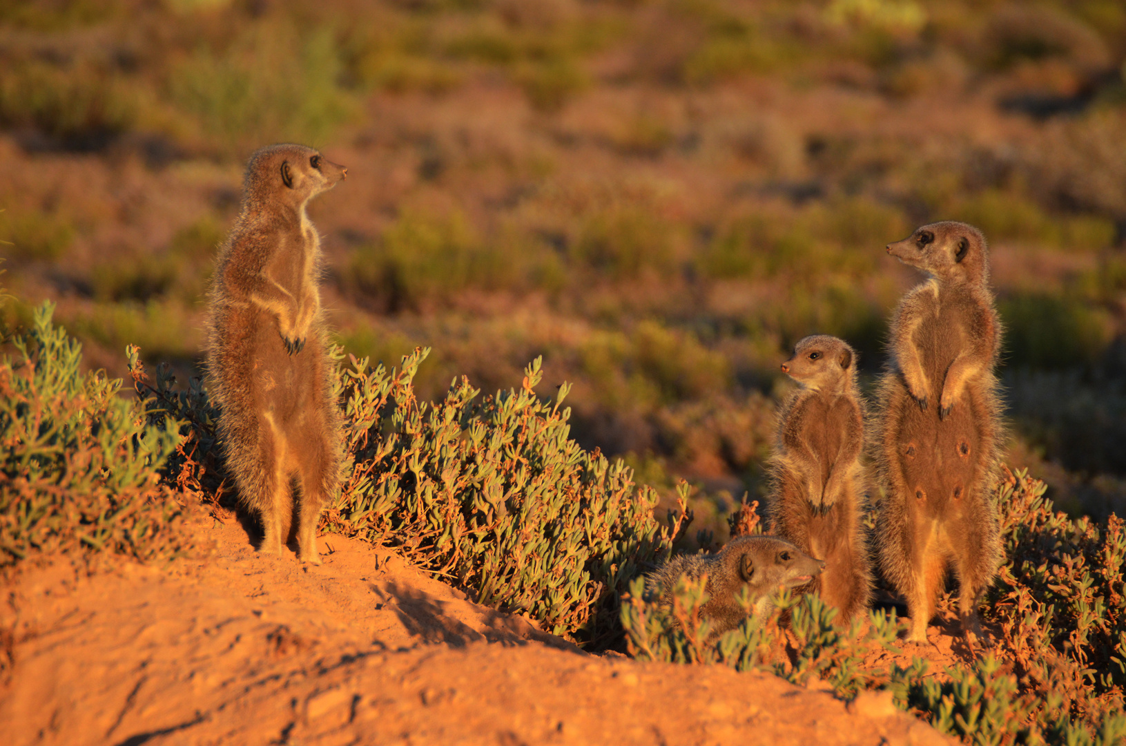 Oudtshoorn Erdmännchen