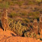 Oudtshoorn Erdmännchen