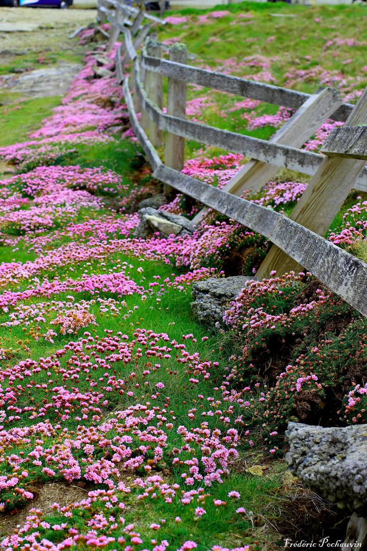 Ouessant au Printemps